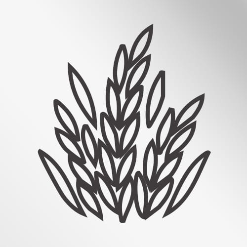 برنج محلی